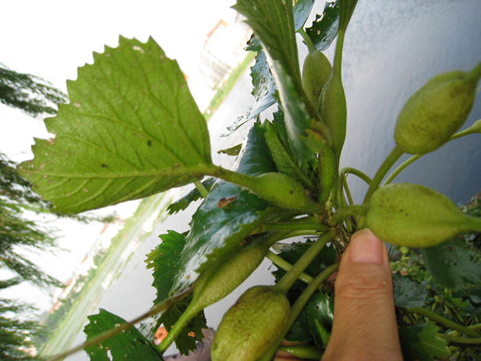 浮水植物菱角